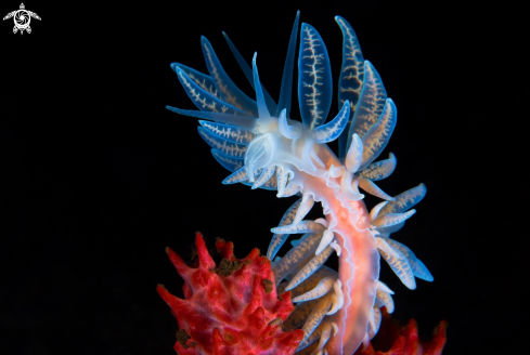 A nudibranch
