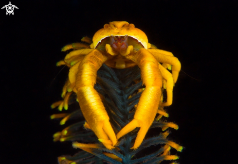 A Squat Lobster