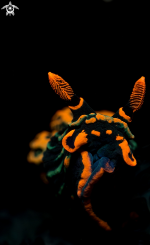 A nudibranch