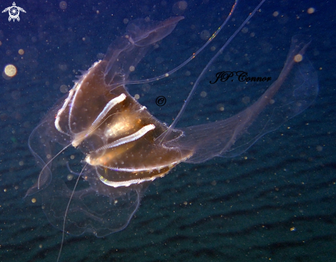 A Ctenophore