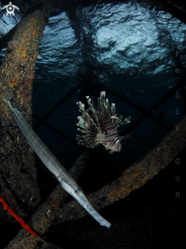 A Pterois volitans and  Aulostomus maculatus | Lion fish and Trumpet fish