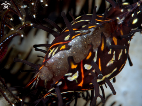 A Solenostomus paradoxus | Ornate Ghost Pipefish