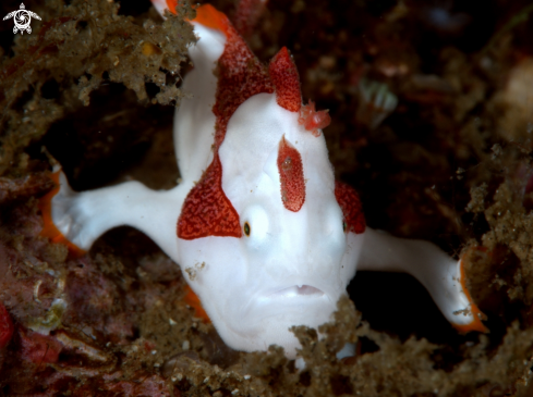 A Antennarius maculatus | Juvenile frog fish 