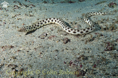 A sea snake