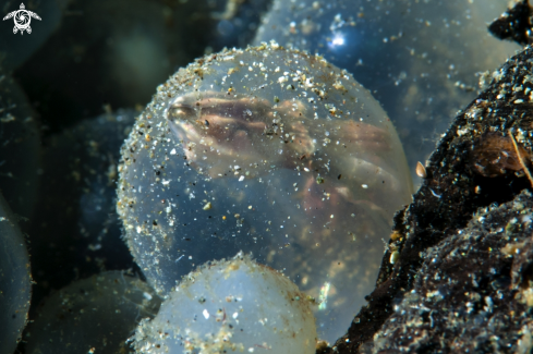 A Metasepia pfefferi | Flamboyant Cuttlefish