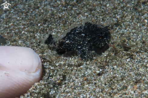 A Antennarius hispidus | Juvenile Hairy Frogfish