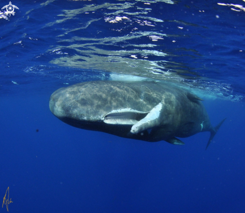 A Sperm whale