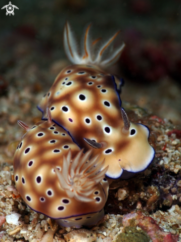 A Nudibranch