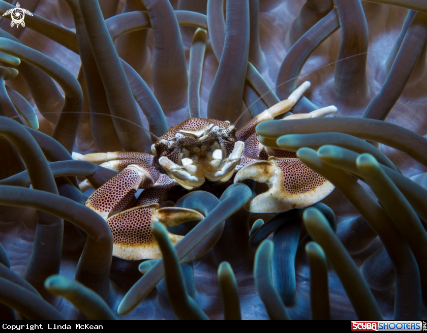A Spotted Porcelain Crab, Long Tentacle Purple Anemone 