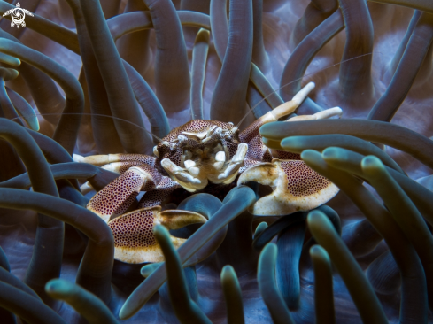 A Spotted Porcelain Crab, Long Tentacle Purple Anemone 