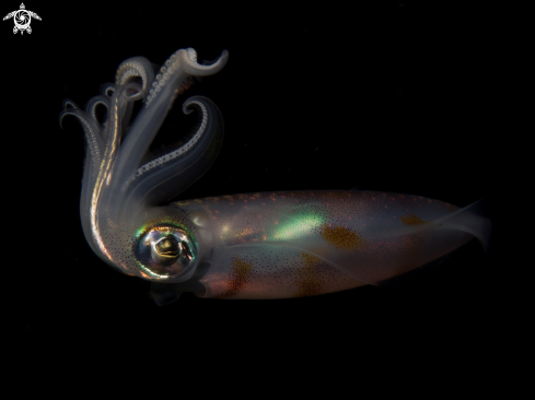 A Bigfin Reef Squid