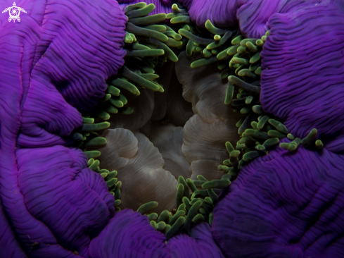 A Purple Long Tentacled Anemone