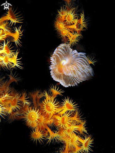 A seaworm and parazooanthus | 