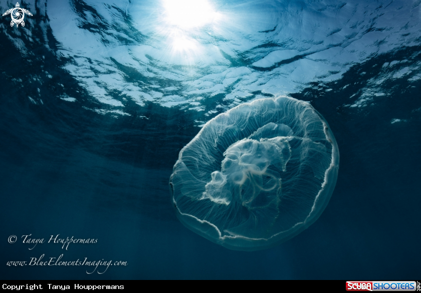 A Moon Jellyfish