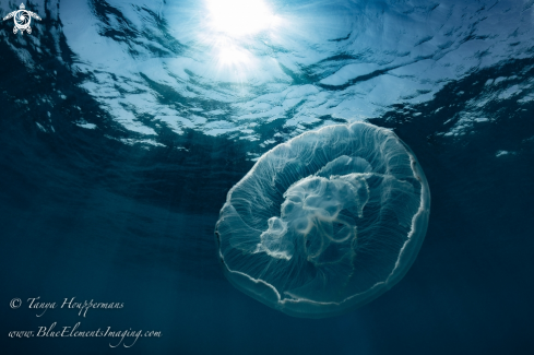 A Aurelia aurita | Moon Jellyfish