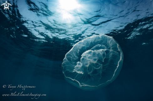 A Moon Jellyfish