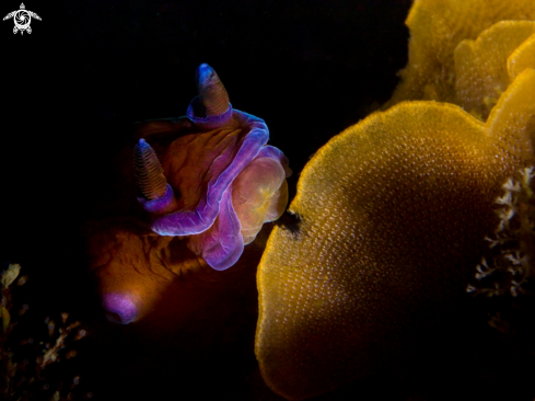 A Black Nudibranch