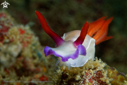 A Hypselodoris apolegma | Nudibranche