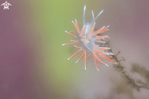 A Flabellina SP