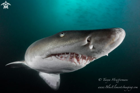 A Carcharias taurus | Sand Tiger Shark