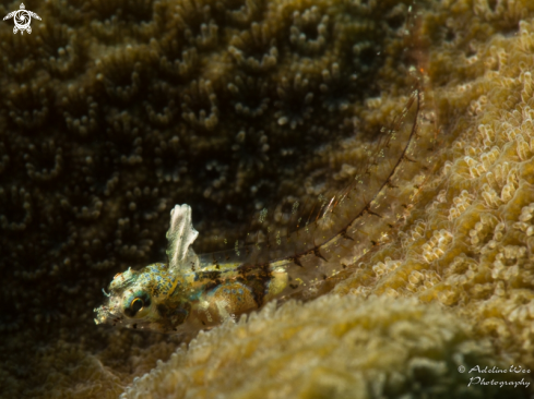 A Emblemariopsis carib | Flagfin blenny