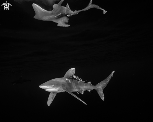 A Carcharhinus longimanus | Oceanic White Tip Shark