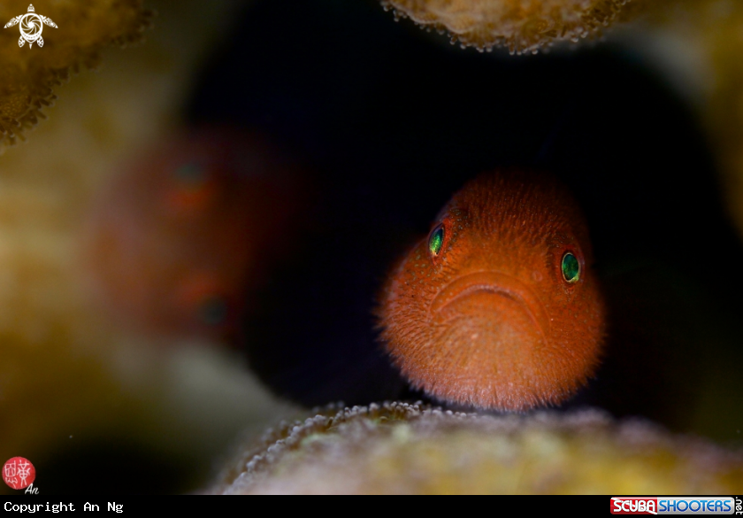 A Red bearded goby
