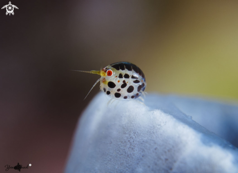 A Ladybug Amphipod | Lady bug