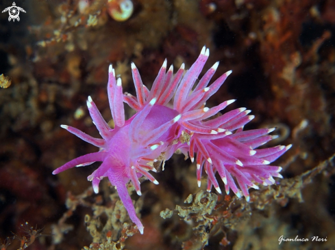 A Flabellina pedata | Flabellina