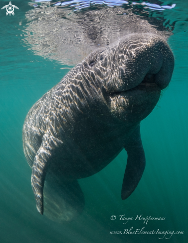 A Trichechus manatus | Manatee