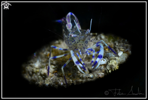 A Periclimenes amethysteus