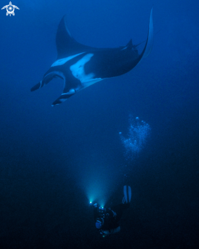 A Manta birostris | Manta Ray