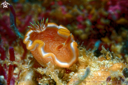 A Glossodoris rufomarginata | Nudibranche