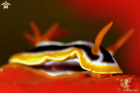 A Chromodoris quadricolor | Nudibranco