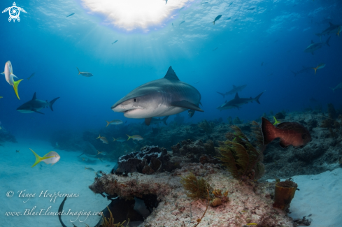 A Tiger Shark