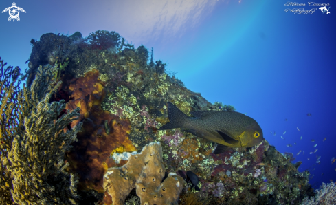 A Macolor macularis | Sweetlips Fish