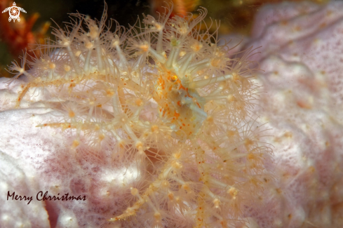 A Achaeus spinosus | Spider Crab