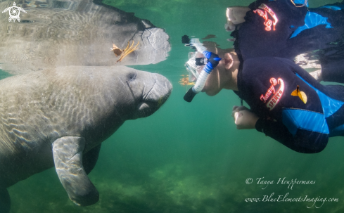 A Manatee