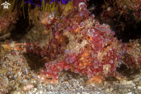 A Antennarius sp. | Frog Fish