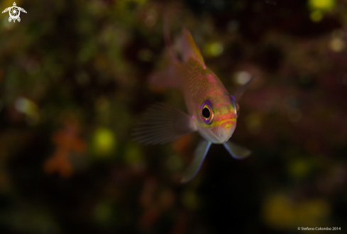 A Anthias