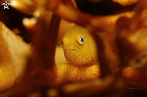 A Paragobiodon xanthosoma | Emerald coral goby