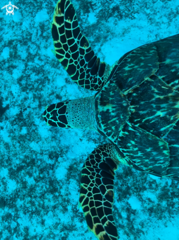 A Eretmochelys imbricata | Hawksbill sea trutle