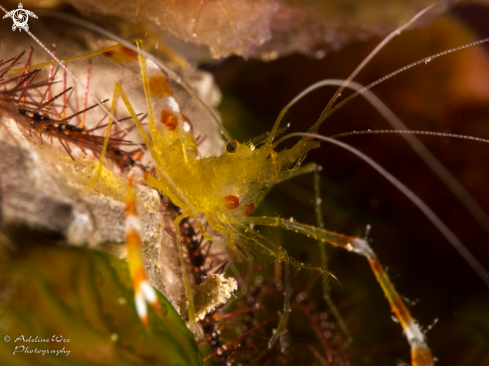 A Stenopus scutellatus  | Golden coral shrimp