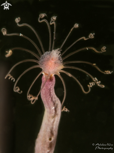 A Ralpharia Gorgoniae | Gorgonian hydroid 