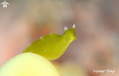 A Nudibranch