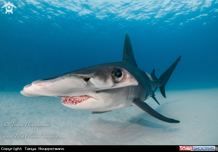 A Great Hammerhead Shark