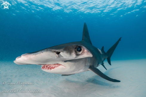 A Great Hammerhead Shark