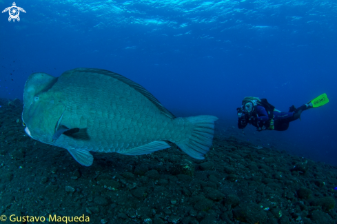 A Bolbometopon muricatum | Bumphead parrotfish