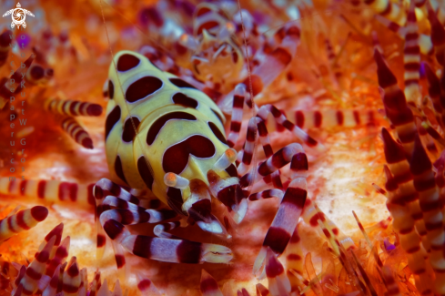 A Periclimenes coleman | Coleman shrimp