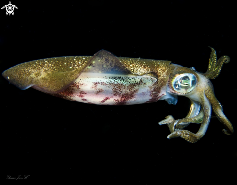 A Bigfin Reef squid